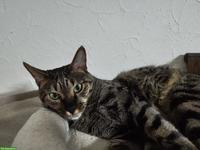 Savannah-Katze Yara (F5) sucht liebevolles Einzelzuhause