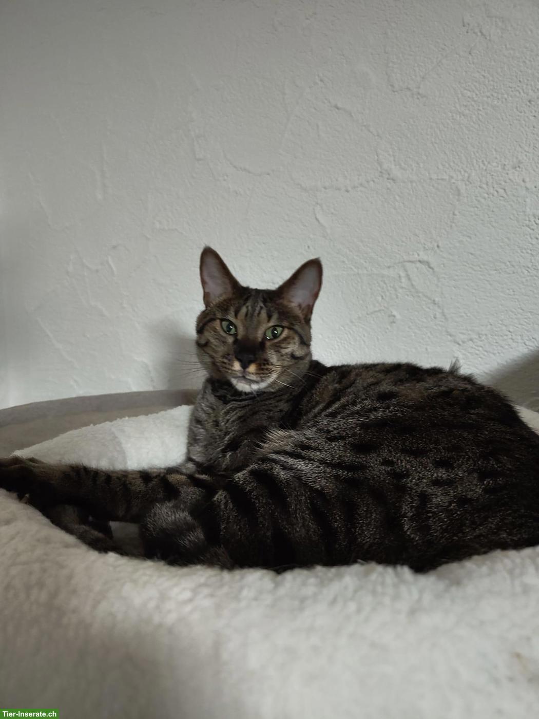 Bild 3: Savannah-Katze Yara (F5) sucht liebevolles Einzelzuhause