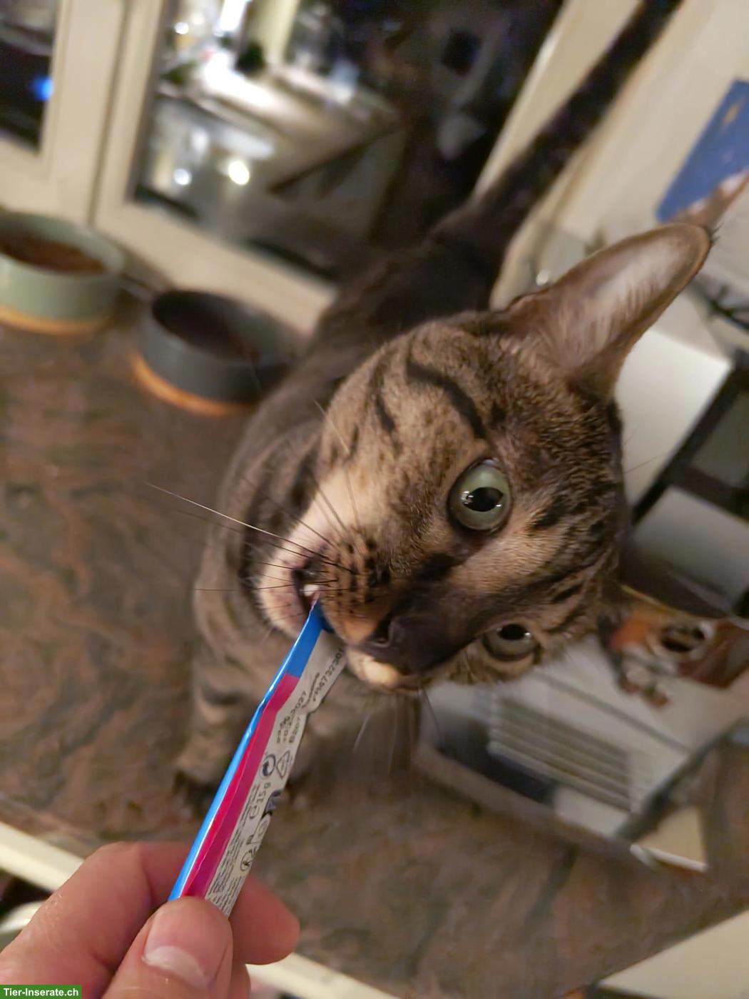 Bild 5: Savannah-Katze Yara (F5) sucht liebevolles Einzelzuhause