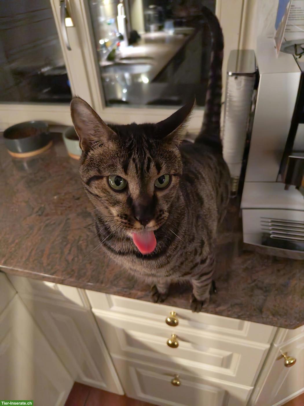 Bild 6: Savannah-Katze Yara (F5) sucht liebevolles Einzelzuhause