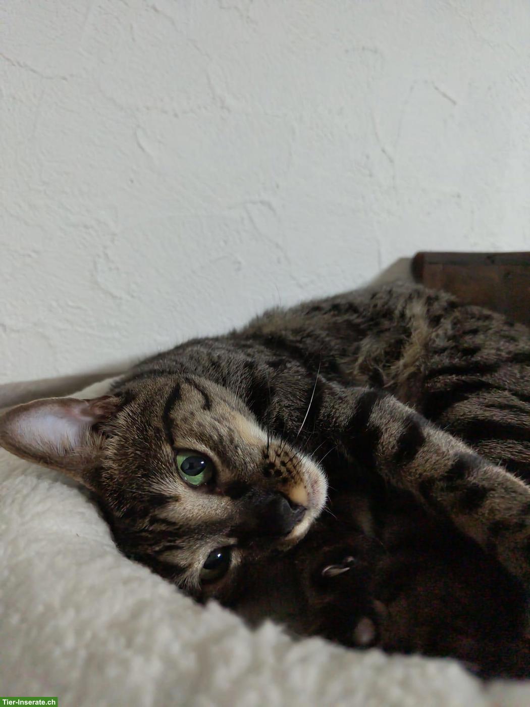 Bild 7: Savannah-Katze Yara (F5) sucht liebevolles Einzelzuhause