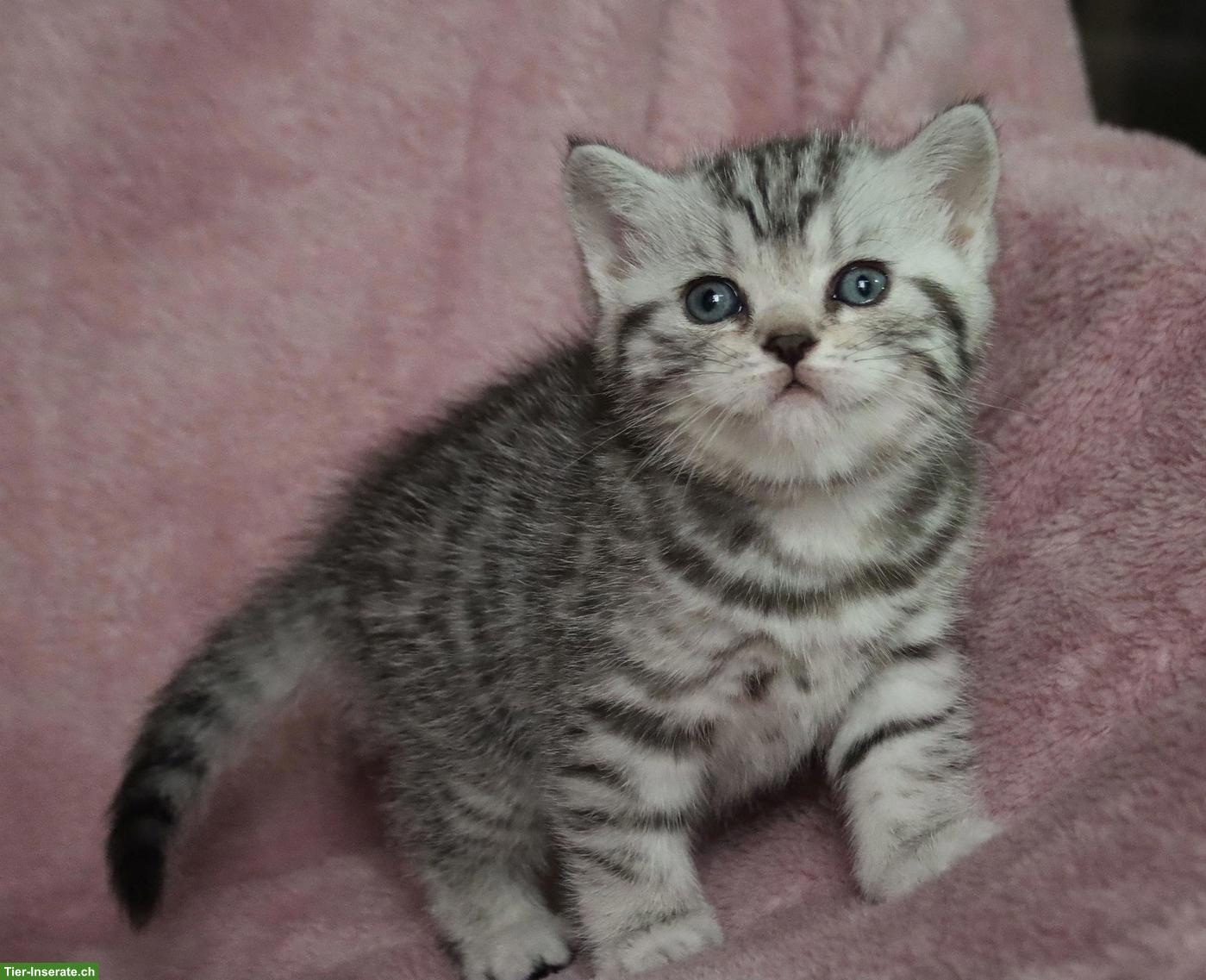 Gryffindors hat zauberhafte BKH-Tabbykitten