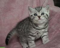 Gryffindors hat zauberhafte BKH-Tabbykitten