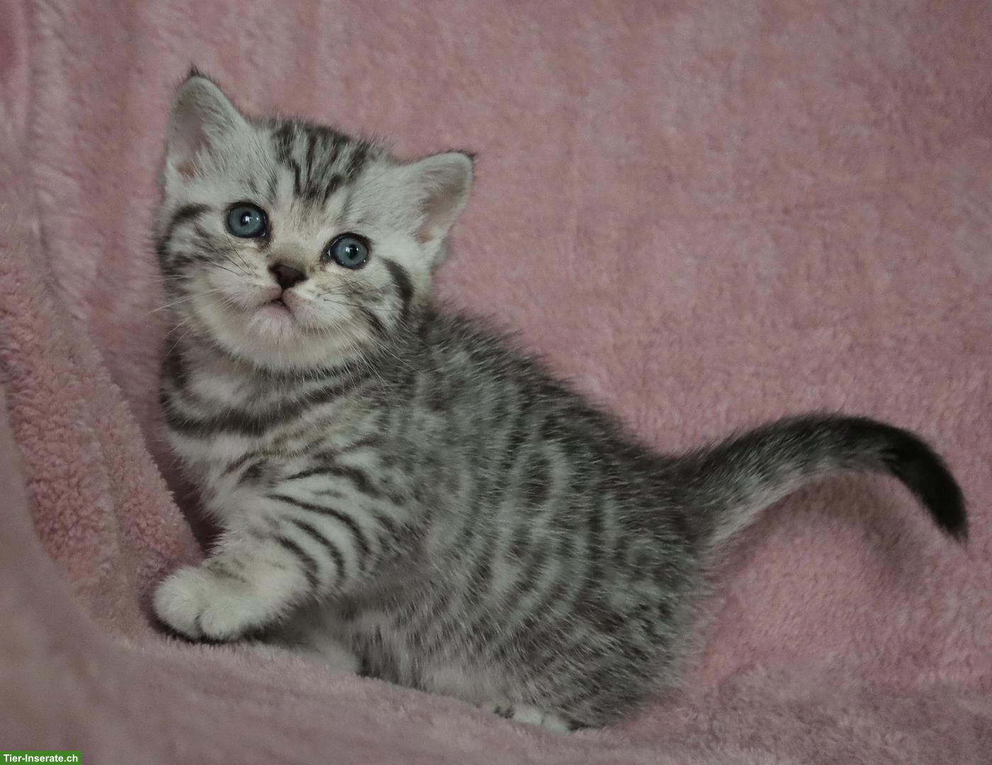 Bild 2: Gryffindors hat zauberhafte BKH-Tabbykitten