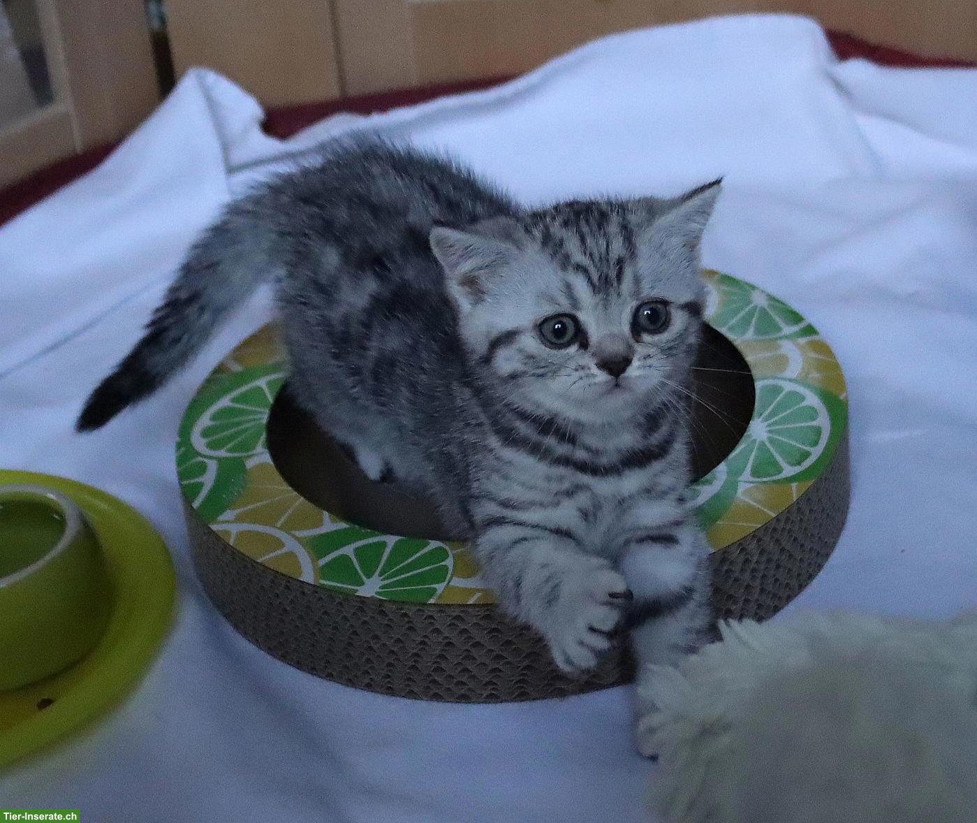 Bild 3: Gryffindors hat zauberhafte BKH-Tabbykitten