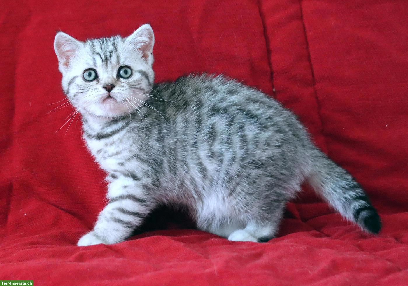 Bild 4: Gryffindors hat zauberhafte BKH-Tabbykitten