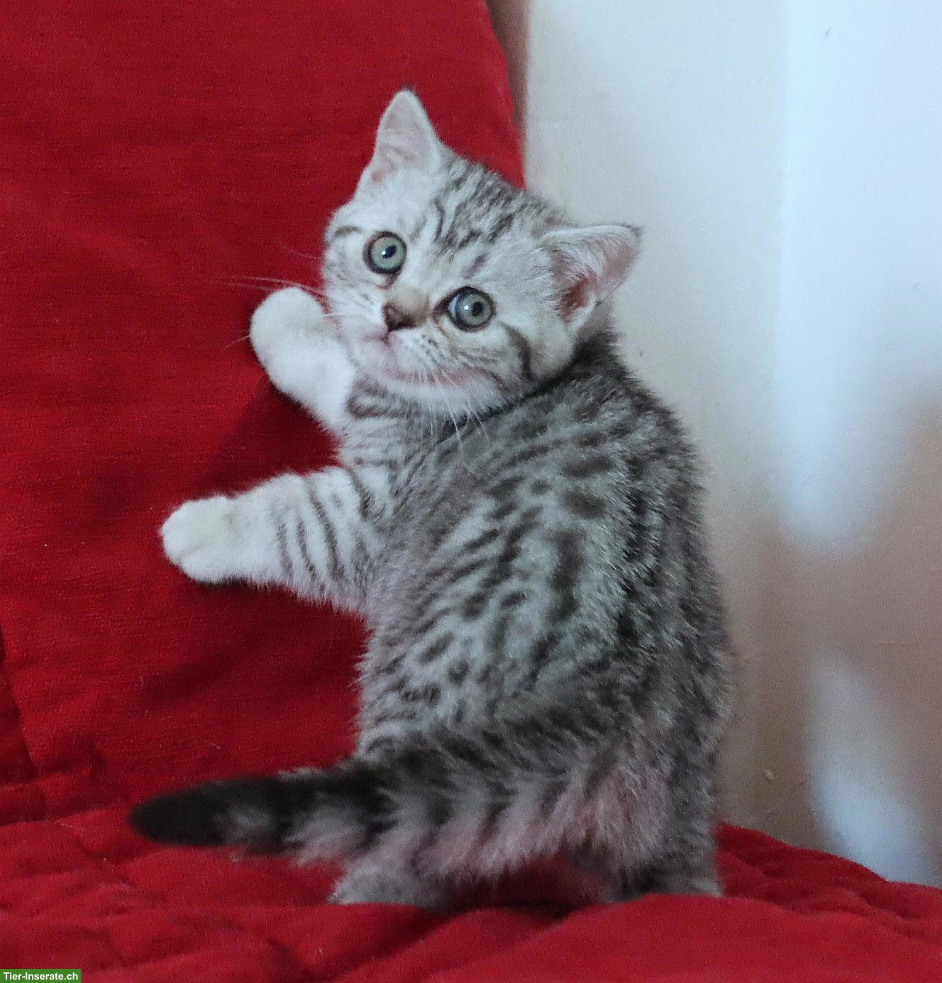 Bild 5: Gryffindors hat zauberhafte BKH-Tabbykitten