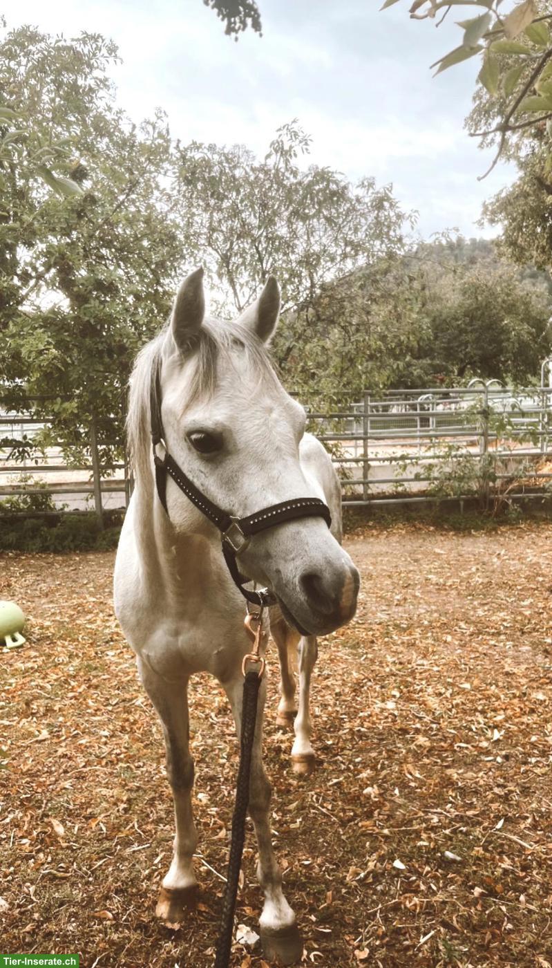 Bild 2: Süsse Pony Stute in weiss, 9-jährig, 127cm gross