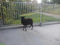 Ouessant Lamm zu verkaufen