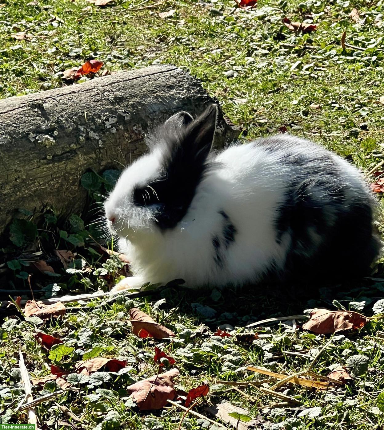 Bild 2: Junge Zwergkaninchen, männlich