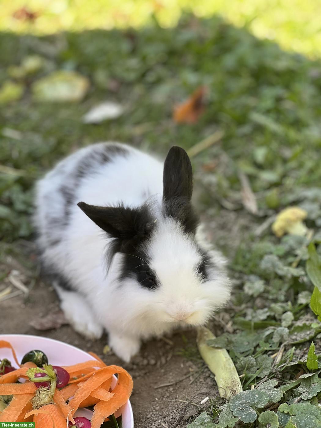 Bild 3: Junge Zwergkaninchen, männlich