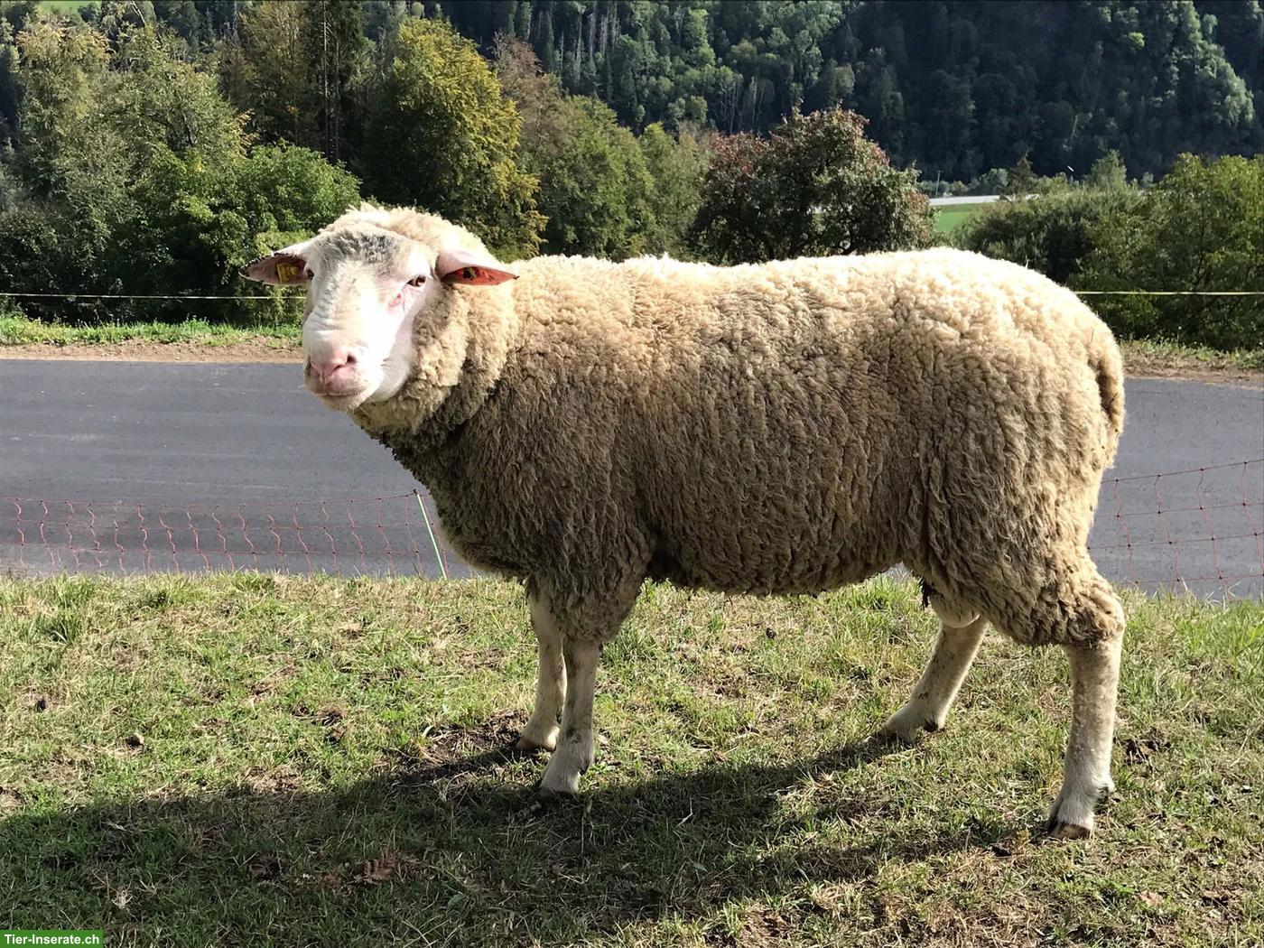 Ostfrisischer Milchschaf Widder zu verkaufen
