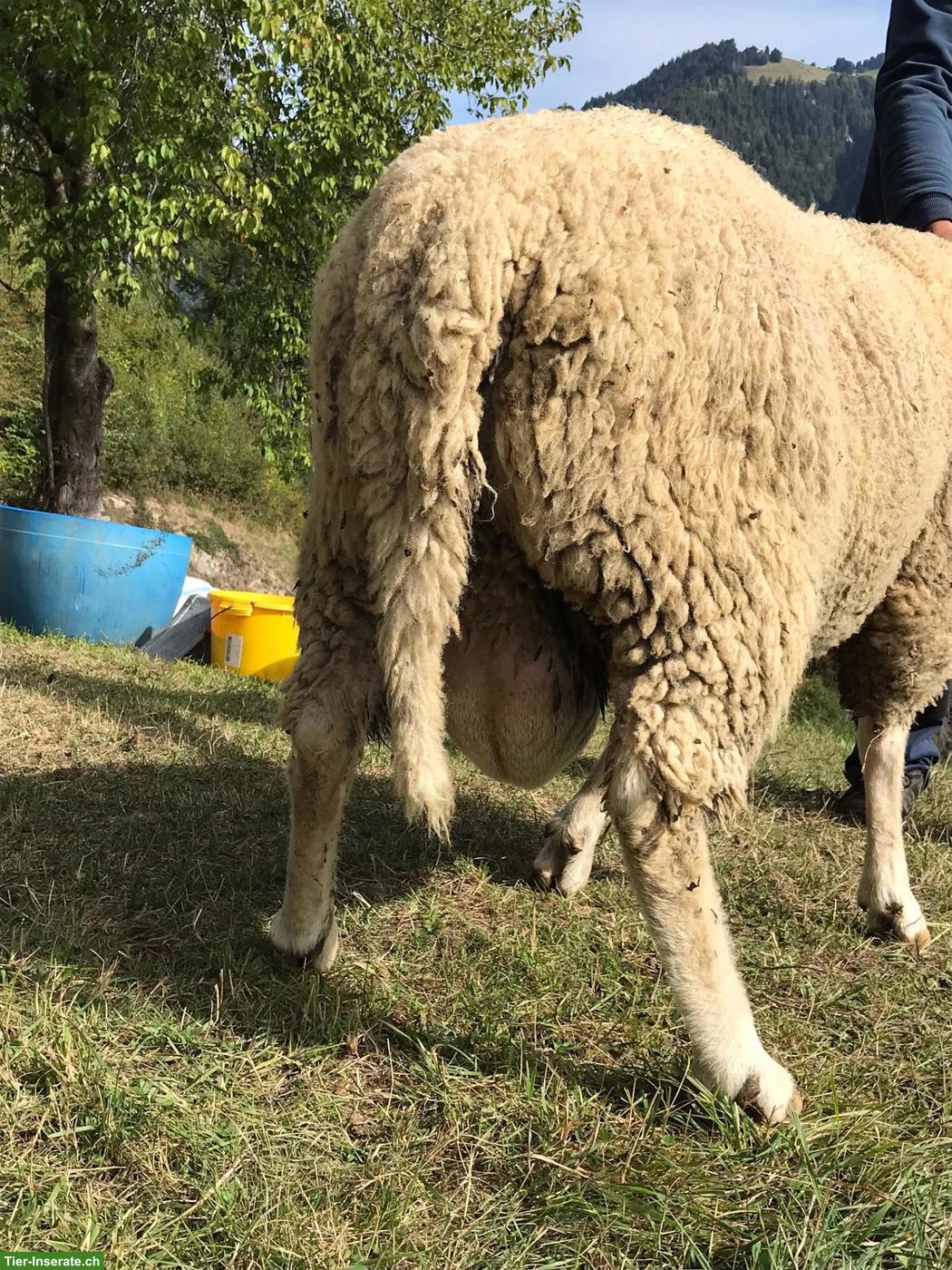 Bild 2: Ostfrisischer Milchschaf Widder zu verkaufen