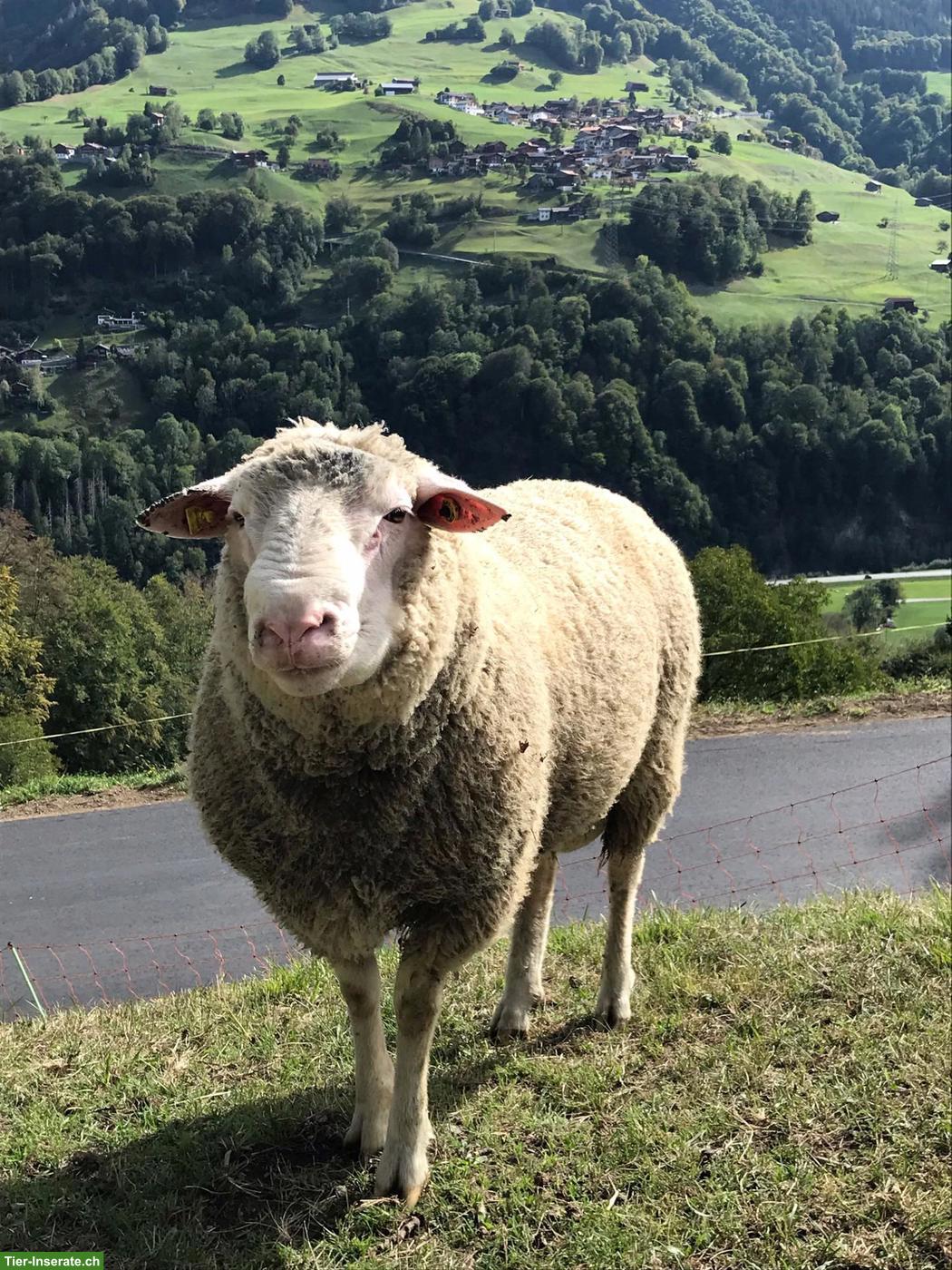 Bild 3: Ostfrisischer Milchschaf Widder zu verkaufen