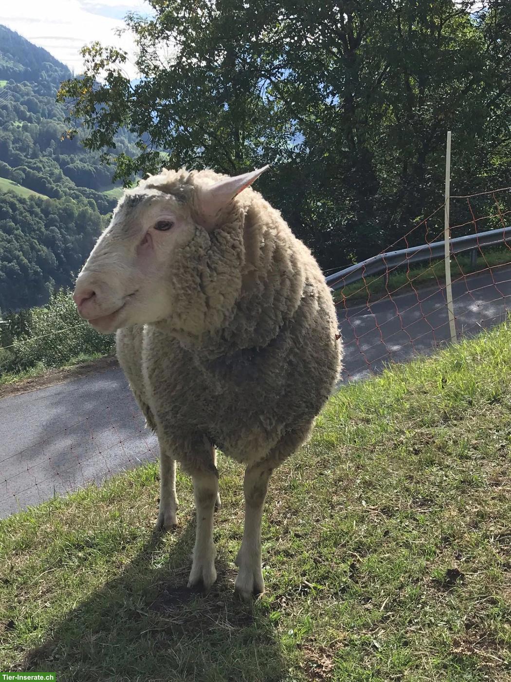 Bild 4: Ostfrisischer Milchschaf Widder zu verkaufen