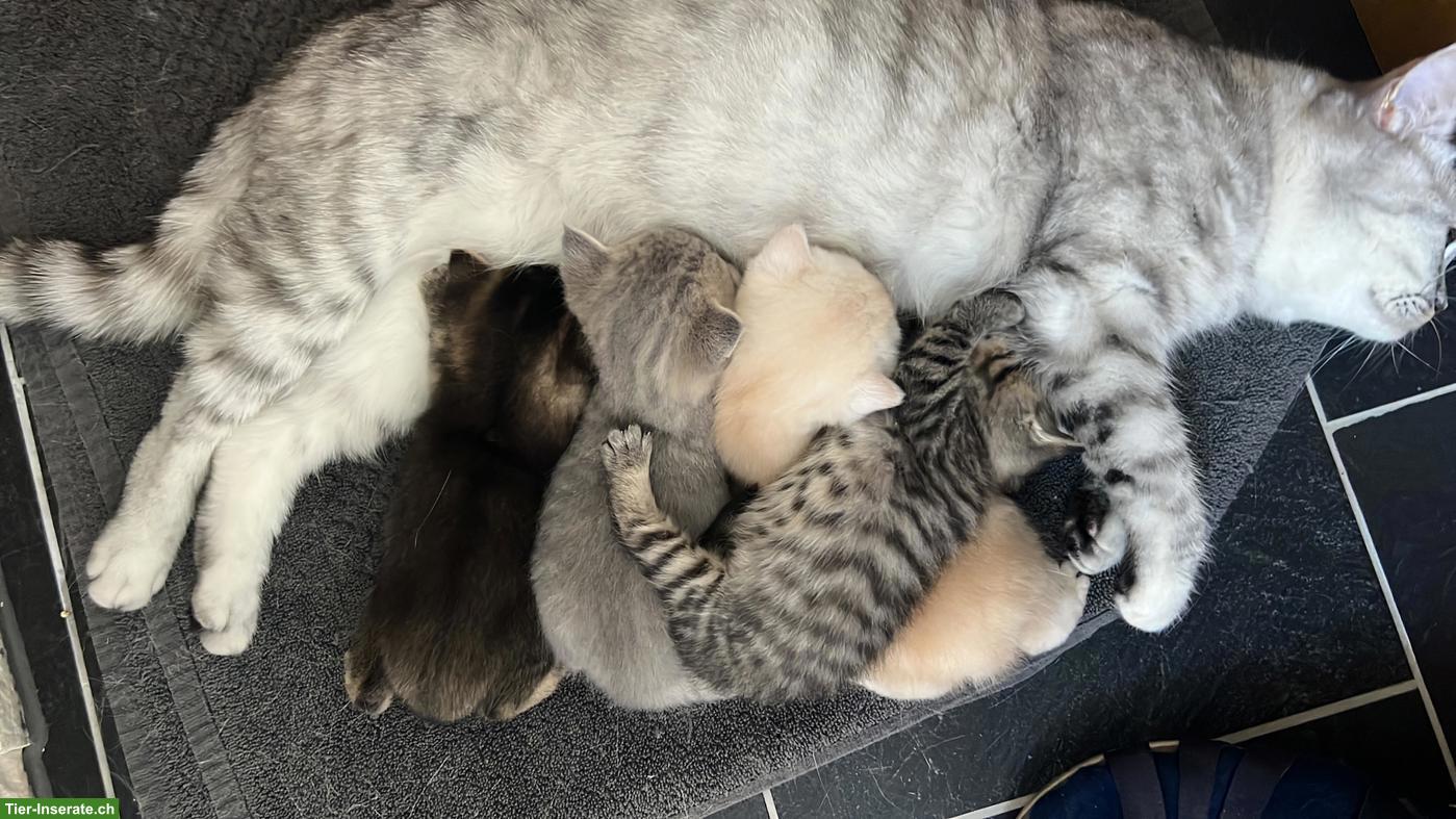 Britisch Kurzhaar Kitten, rasserein