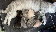 Britisch Kurzhaar Kitten, rasserein