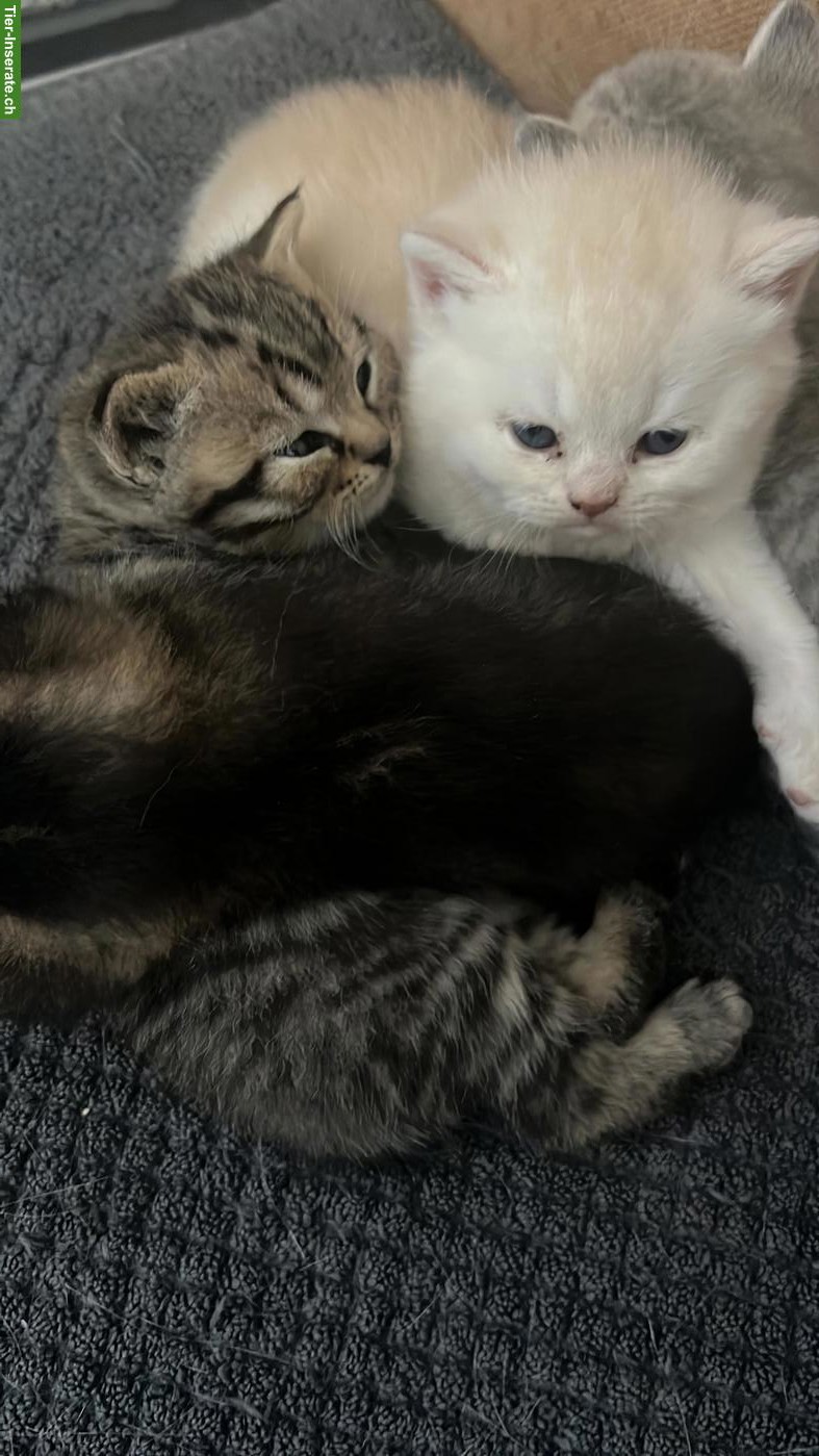 Bild 2: Britisch Kurzhaar Kitten, rasserein