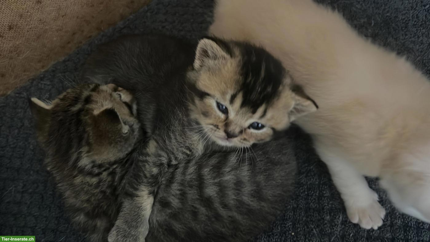Bild 3: Britisch Kurzhaar Kitten, rasserein
