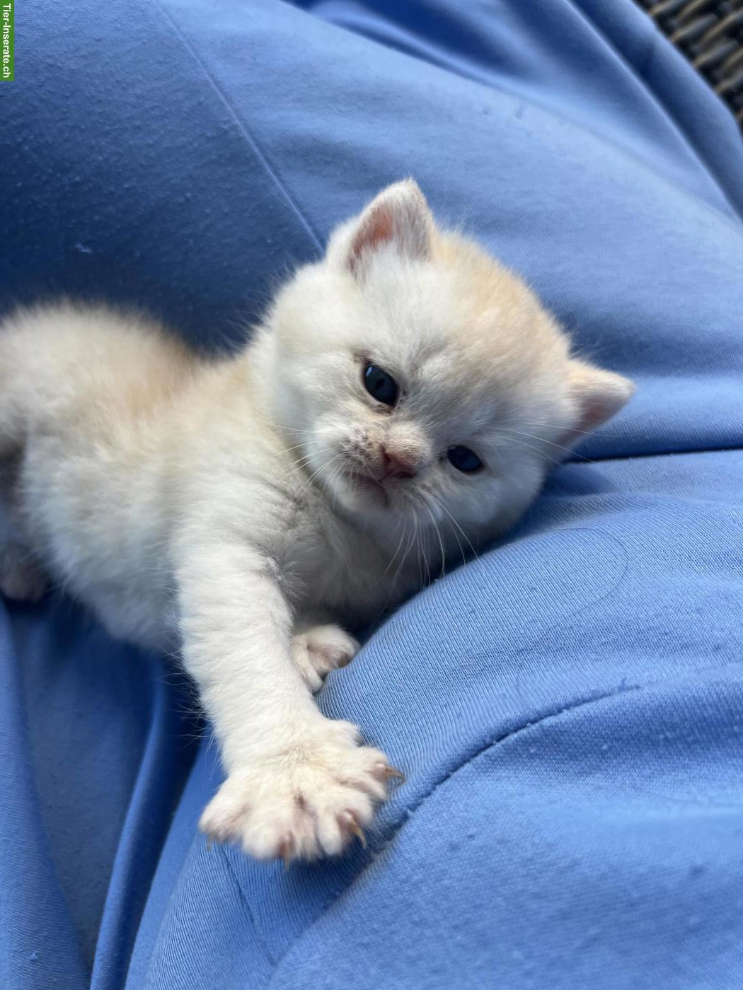 Bild 4: Britisch Kurzhaar Kitten, rasserein