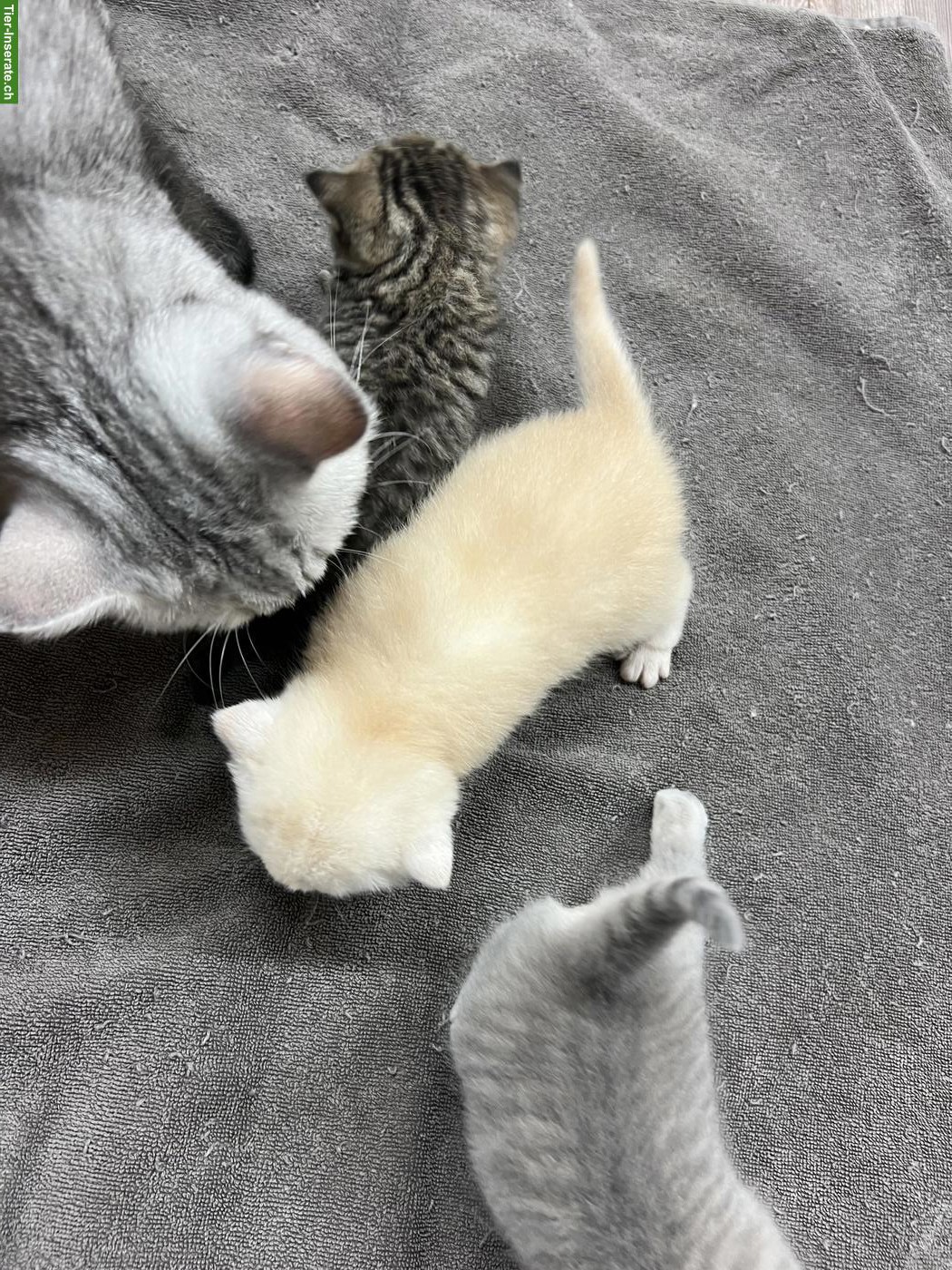Bild 5: Britisch Kurzhaar Kitten, rasserein