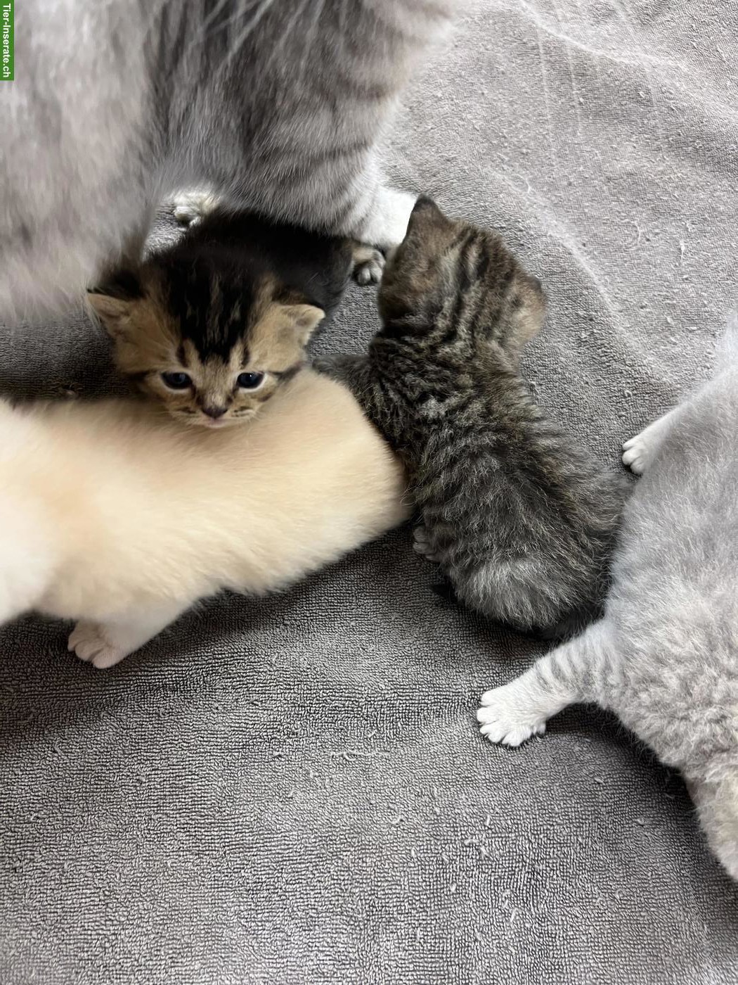 Bild 6: Britisch Kurzhaar Kitten, rasserein