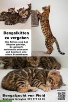 Bengalkitten aus einer Bengalzucht zu vergeben