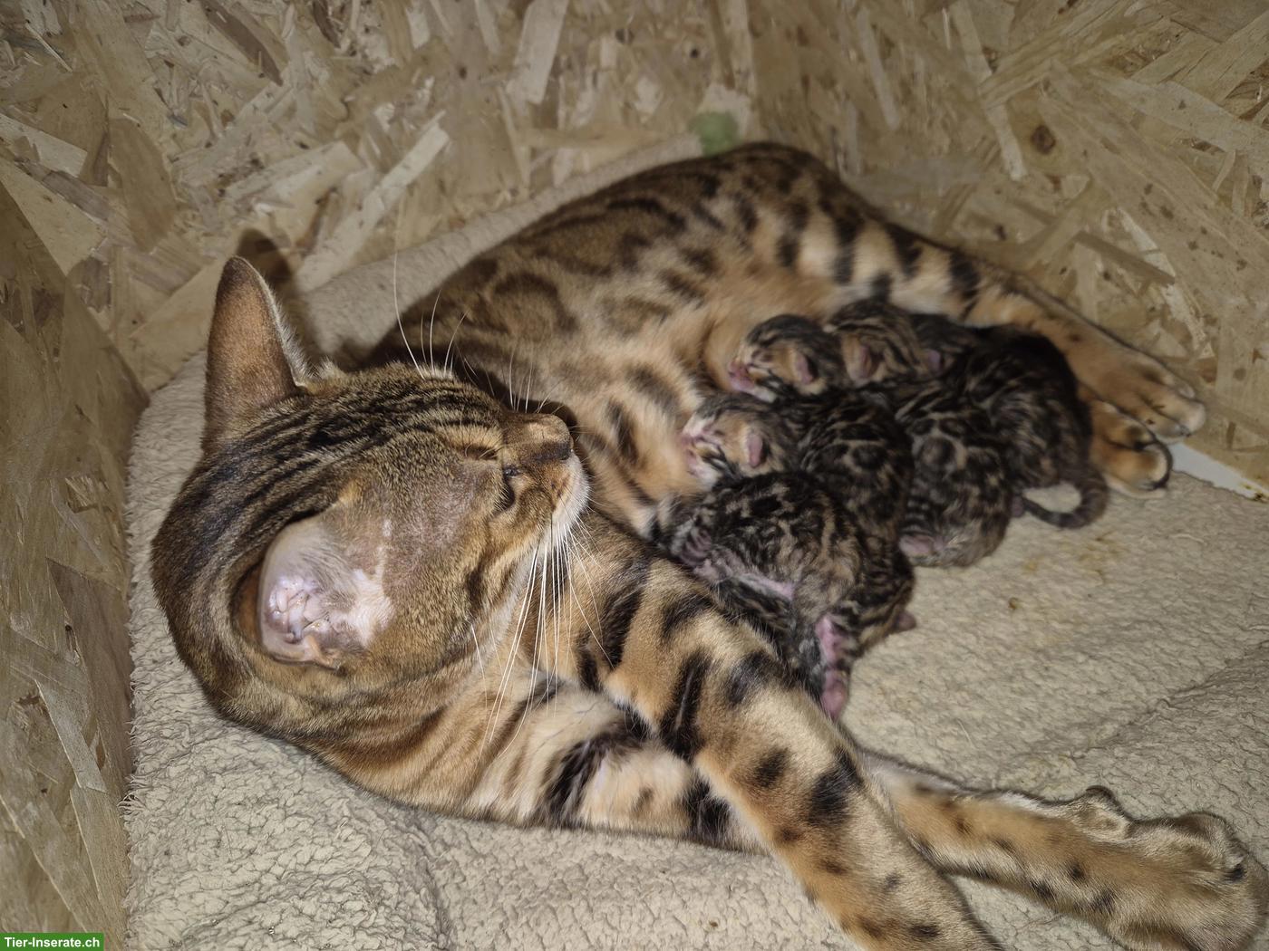 Bild 2: Bengalkitten aus einer Bengalzucht zu vergeben