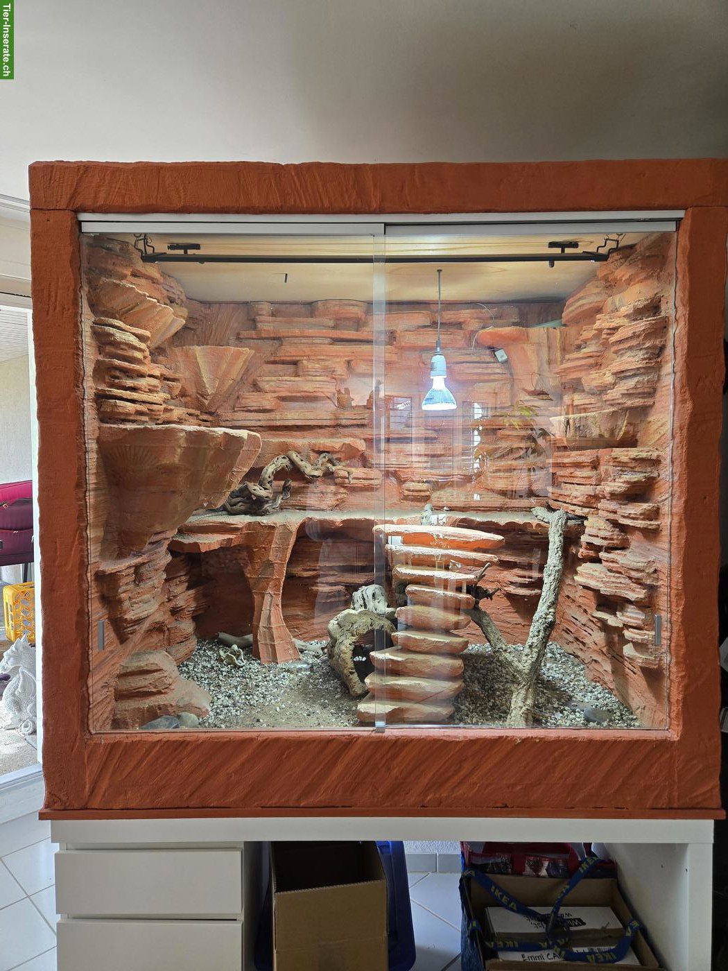Bartagame «Pogona Vitticeps» Luffy inkl. Terrarium & Zubehör