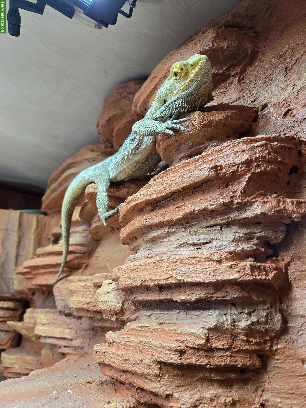 Bild 3: Bartagame «Pogona Vitticeps» Luffy inkl. Terrarium & Zubehör
