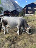 3 Rinder der Rasse Rätisches Grauvieh zu verkaufen