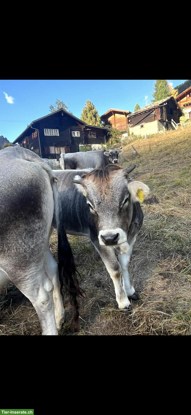 Bild 2: 3 Rinder der Rasse Rätisches Grauvieh zu verkaufen