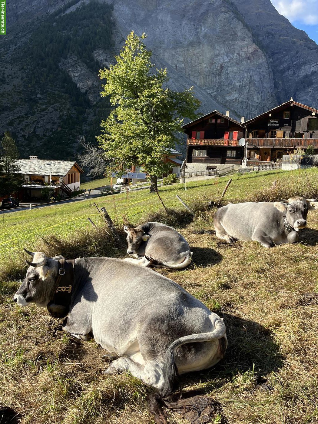 Bild 5: 3 Rinder der Rasse Rätisches Grauvieh zu verkaufen