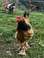 Brahma Hähne suchen neues Zuhause