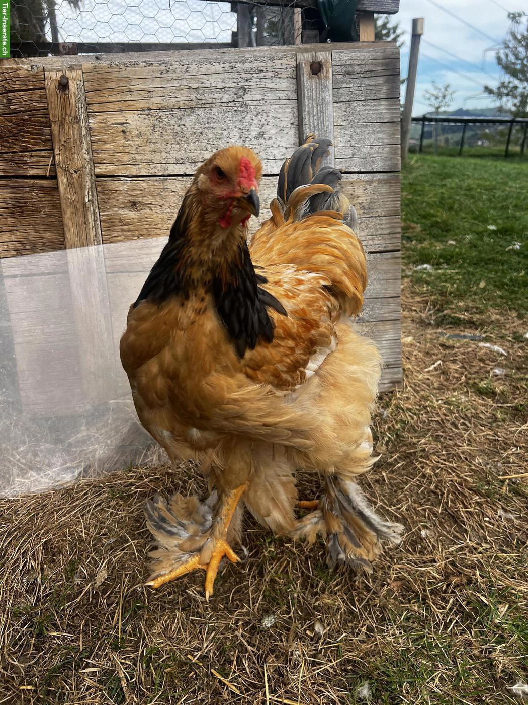 Bild 2: Brahma Hähne suchen neues Zuhause