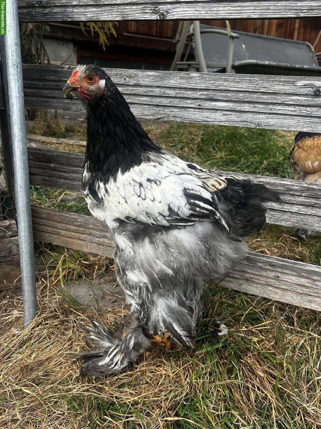Bild 4: Brahma Hähne suchen neues Zuhause