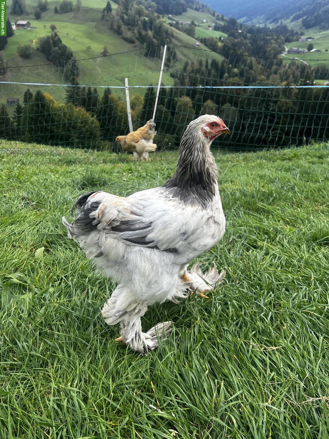 Bild 5: Brahma Hähne suchen neues Zuhause
