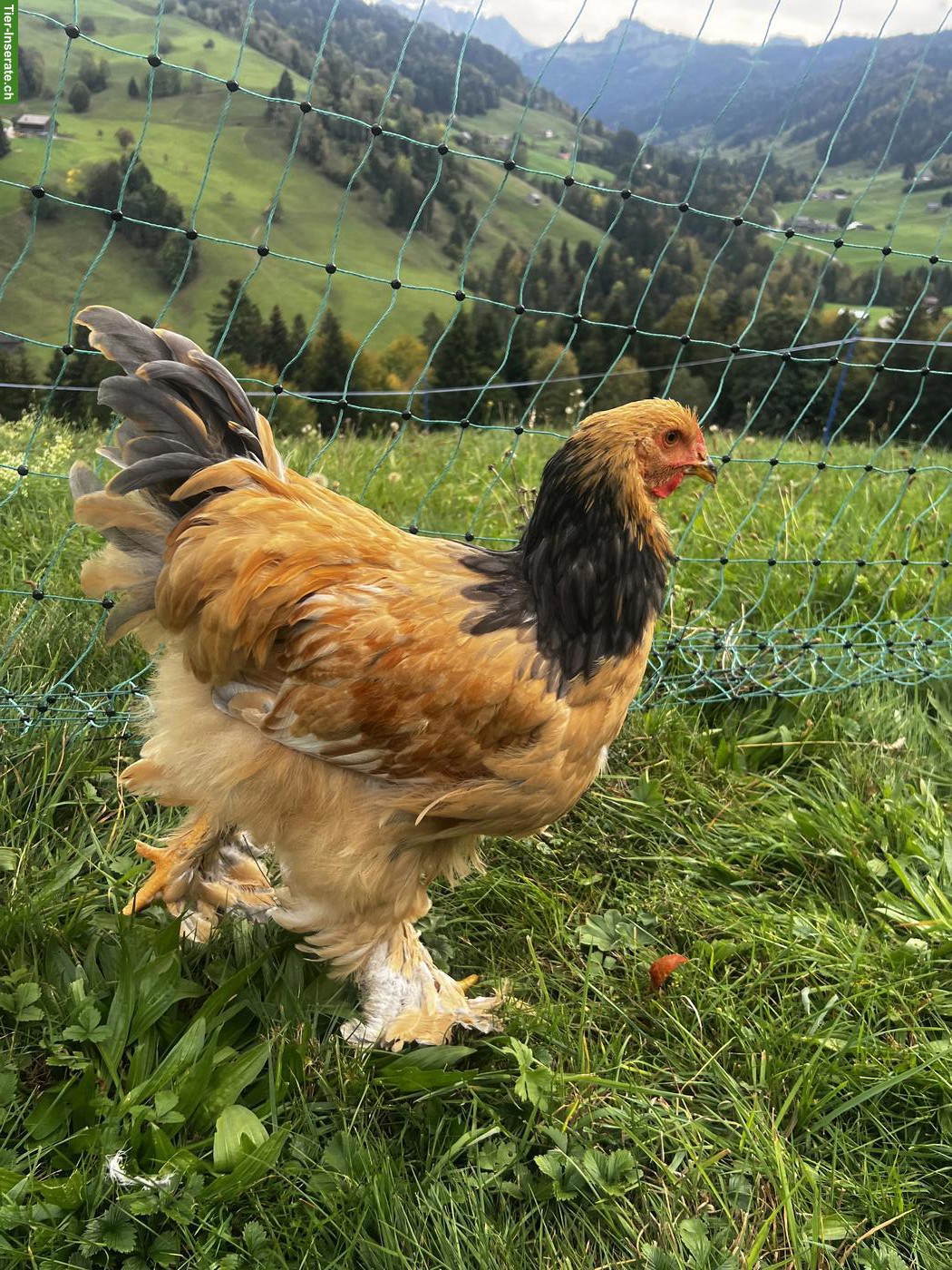Bild 6: Brahma Hähne suchen neues Zuhause