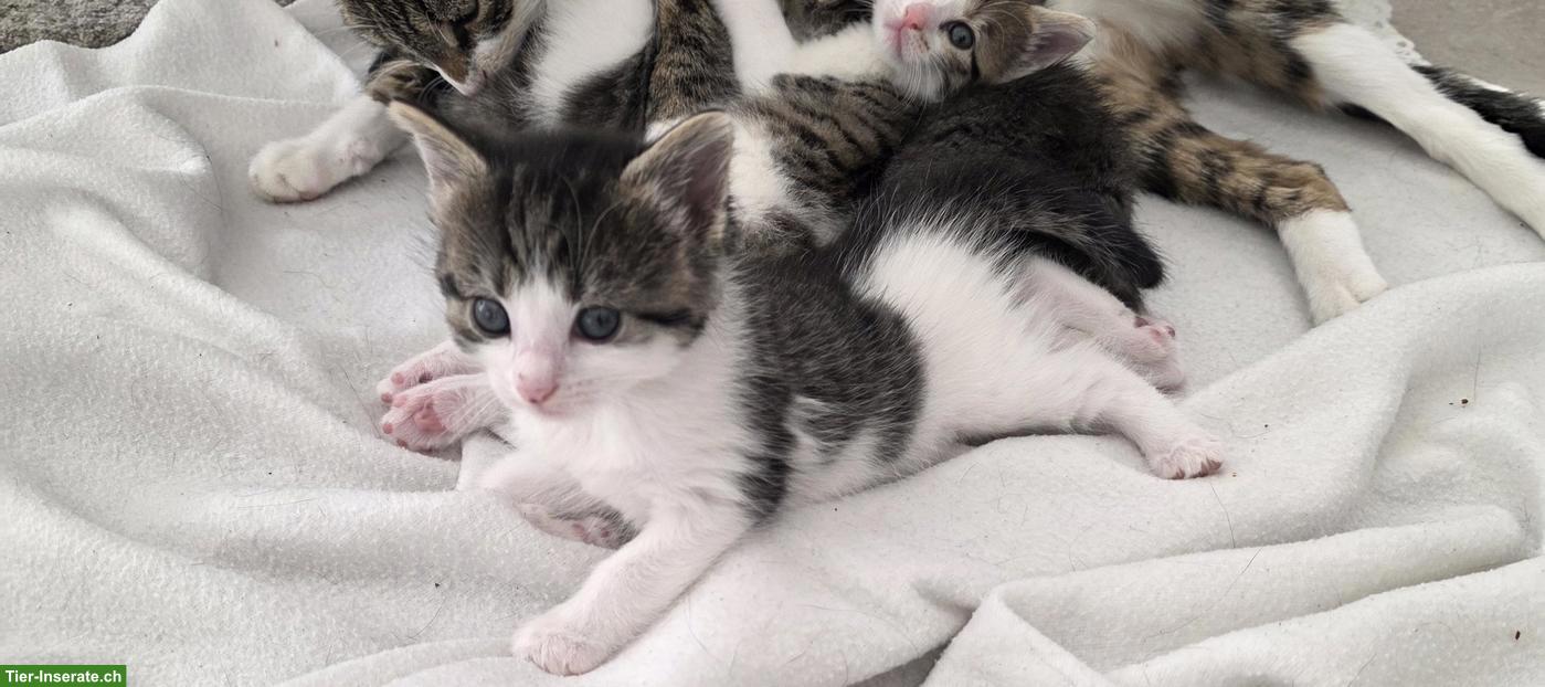 Kleine Kätzchen abzugeben, 3 Katerchen