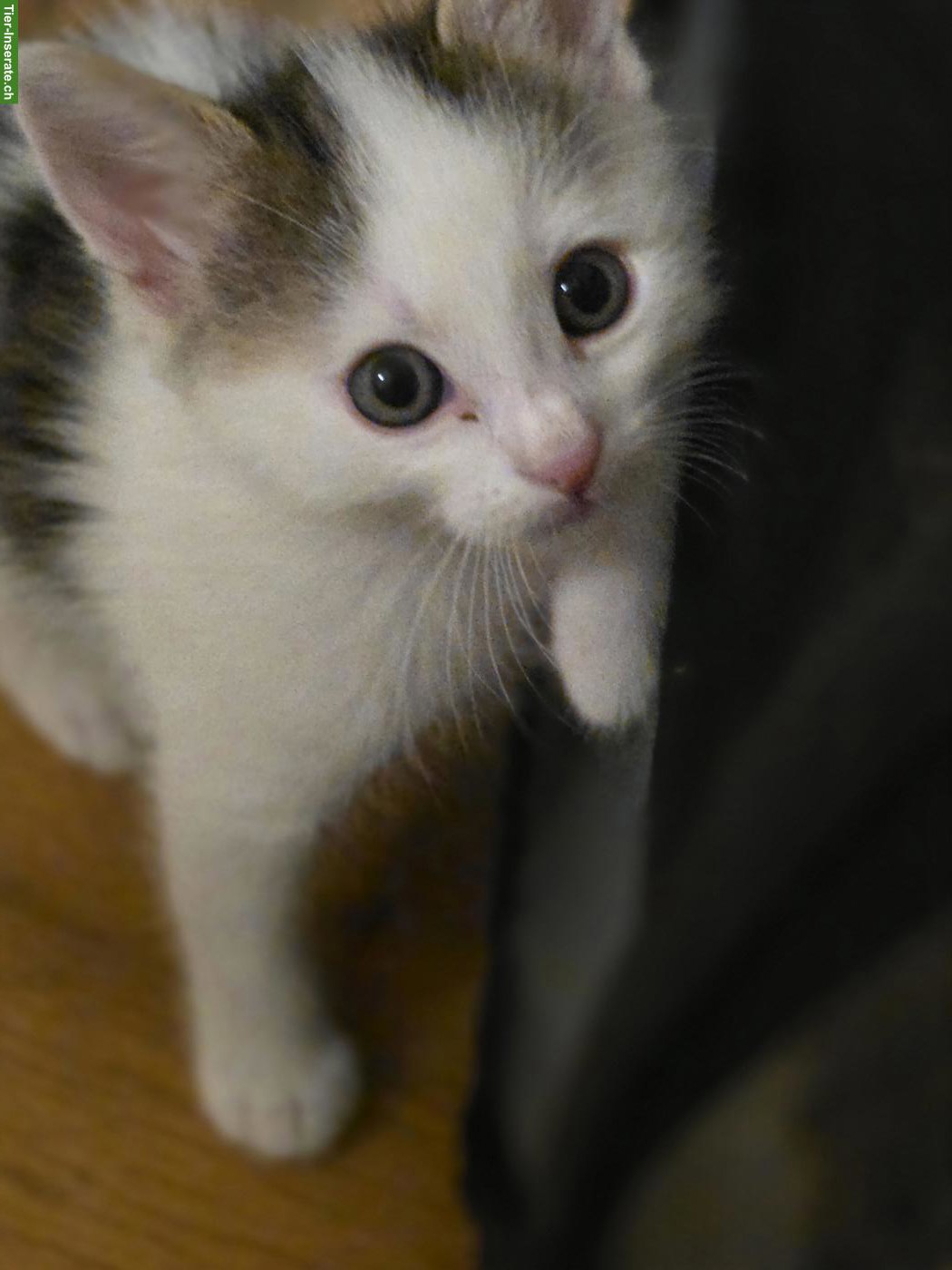 Bild 3: Kleine Kätzchen abzugeben, 3 Katerchen