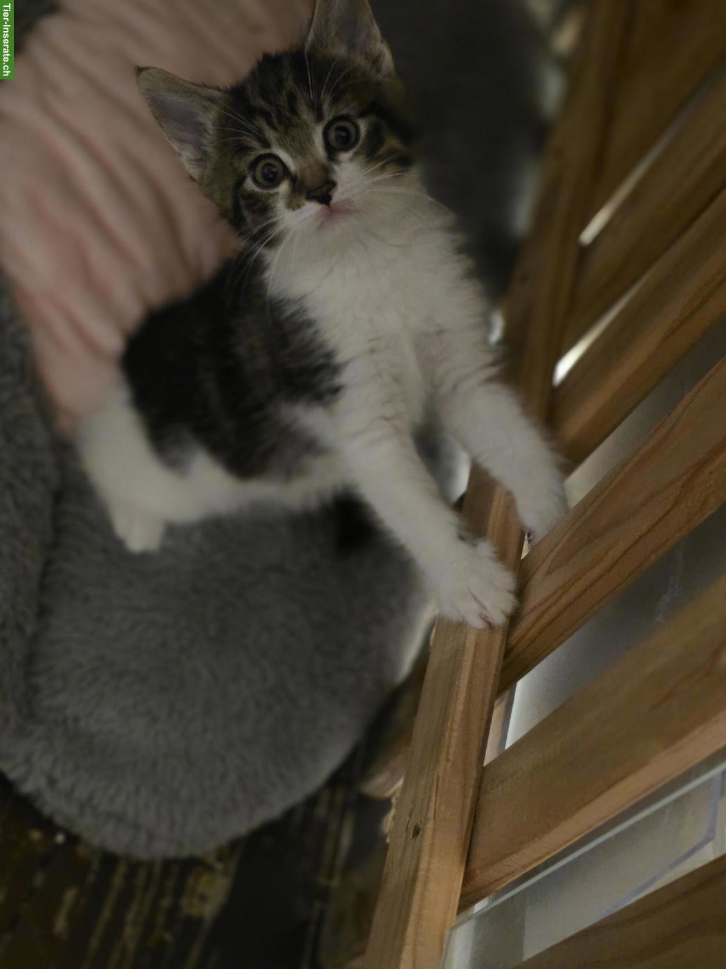 Bild 4: Kleine Kätzchen abzugeben, 3 Katerchen