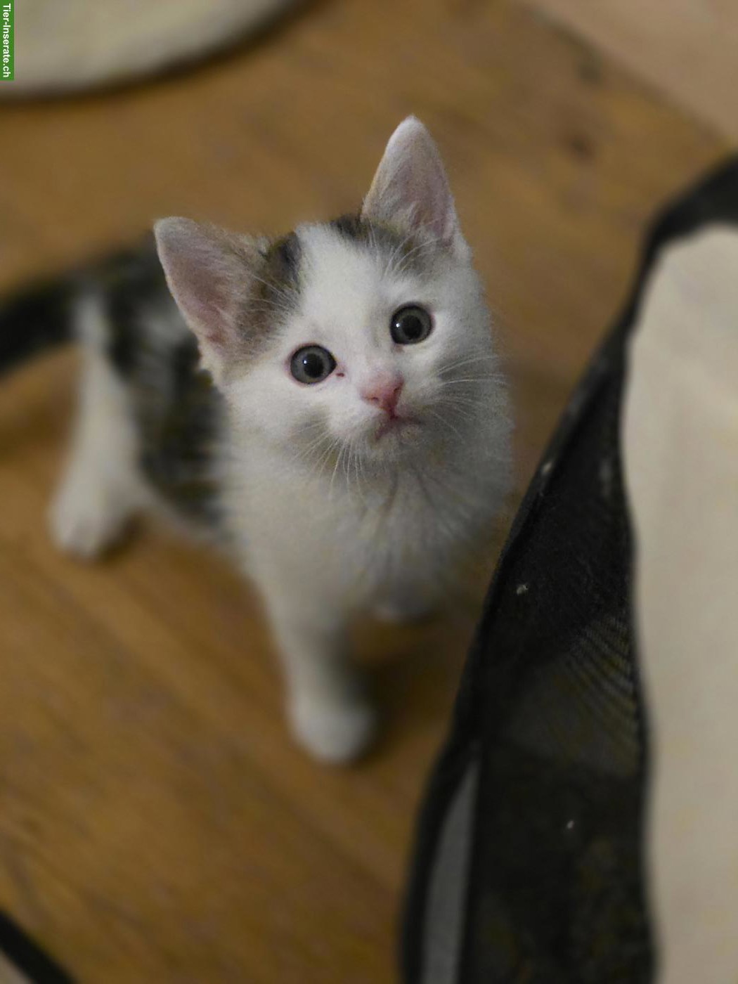 Bild 5: Kleine Kätzchen abzugeben, 3 Katerchen