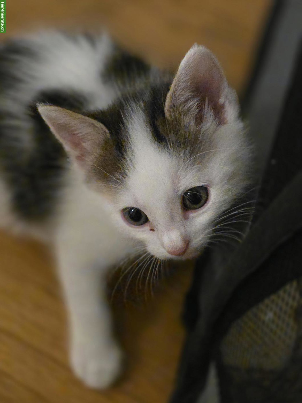 Bild 6: Kleine Kätzchen abzugeben, 3 Katerchen