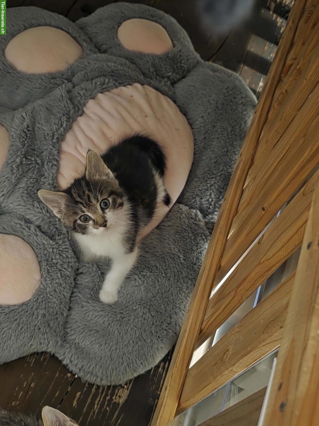 Bild 7: Kleine Kätzchen abzugeben, 3 Katerchen