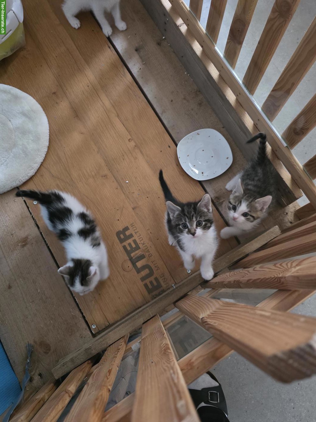 Bild 8: Kleine Kätzchen abzugeben, 3 Katerchen