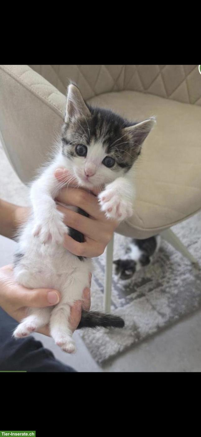 Bild 9: Kleine Kätzchen abzugeben, 3 Katerchen