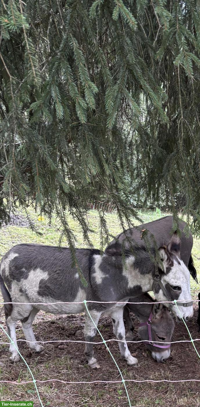 Lieber Eselhengst PIPO zu verkaufen