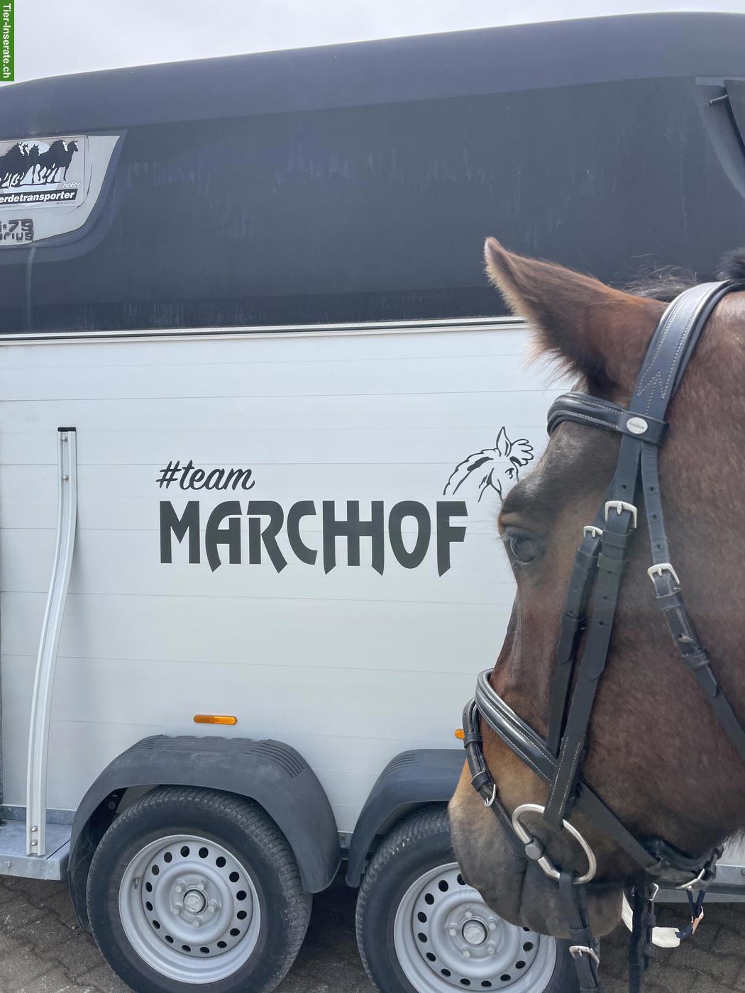 Gruppenstall für drei befreundete Pferde in Hochwiese SG
