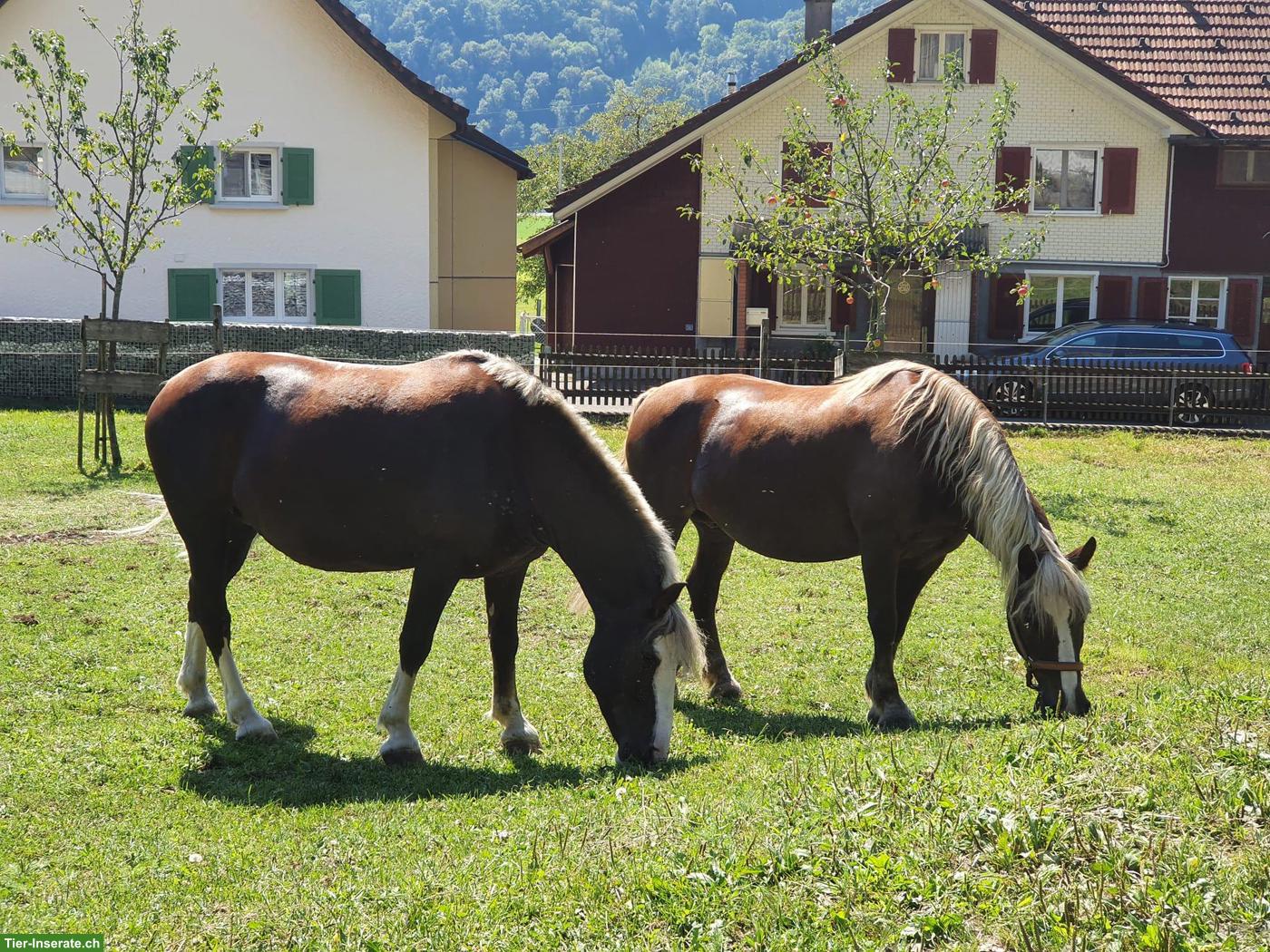 Bild 5: Gruppenstall für drei befreundete Pferde in Hochwiese SG