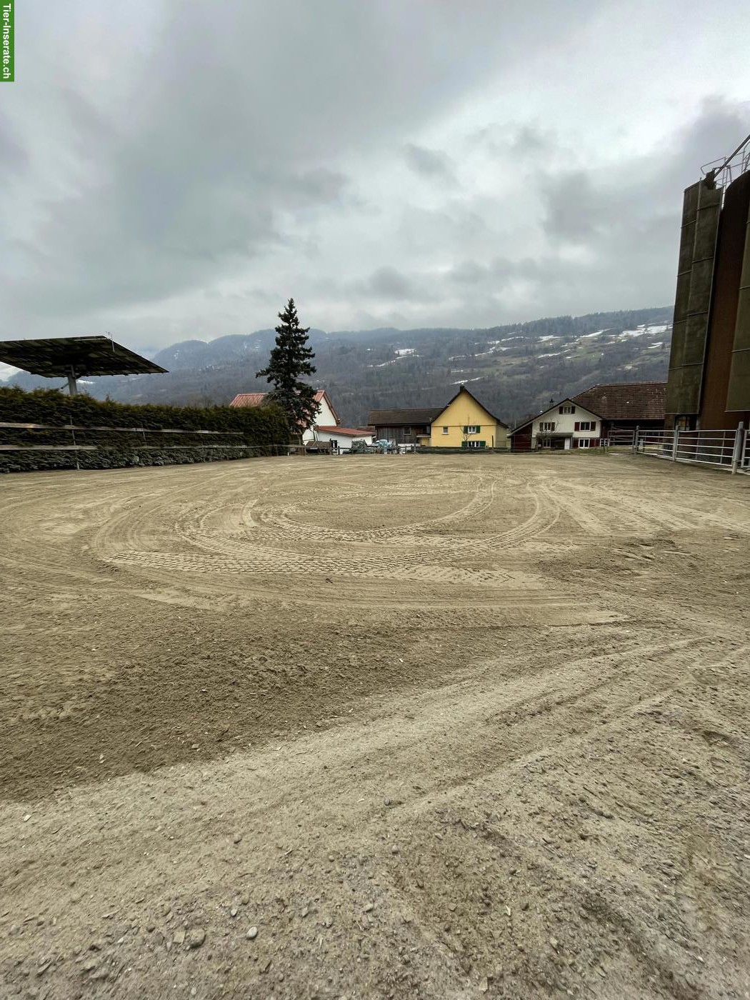 Bild 6: Gruppenstall für drei befreundete Pferde in Hochwiese SG